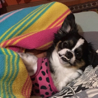 Pekingese, Köpek  Kaymak  fotoğrafı