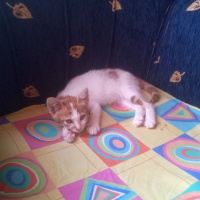 Tekir Kedi, Kedi  şeftali fotoğrafı