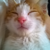 Tekir Kedi, Kedi  şeftali fotoğrafı