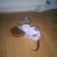 Tekir Kedi, Kedi  şeftali fotoğrafı