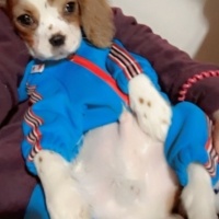 Cavalier King Charles Spanieli, Köpek  Garip fotoğrafı