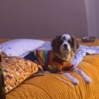 Cavalier King Charles Spanieli, Köpek  Garip fotoğrafı