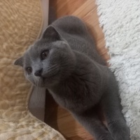 Scottish Fold, Kedi  Gümüş fotoğrafı