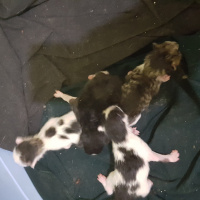 Tekir Kedi, Kedi  SIYAH-BEYAZ fotoğrafı