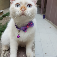Tekir Kedi, Kedi  SIYAH-BEYAZ fotoğrafı