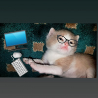 Tekir Kedi, Kedi  SIYAH-BEYAZ fotoğrafı