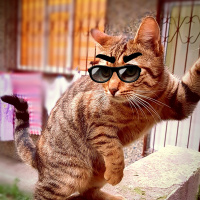 Tekir Kedi, Kedi  SIYAH-BEYAZ fotoğrafı