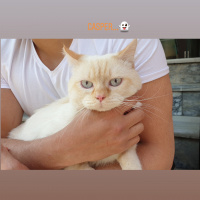 Tekir Kedi, Kedi  SIYAH-BEYAZ fotoğrafı
