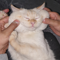 Tekir Kedi, Kedi  SIYAH-BEYAZ fotoğrafı