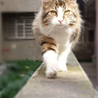 Tekir Kedi, Kedi  SIYAH-BEYAZ fotoğrafı