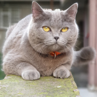 Tekir Kedi, Kedi  SIYAH-BEYAZ fotoğrafı
