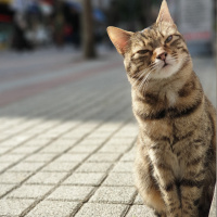 Tekir Kedi, Kedi  SIYAH-BEYAZ fotoğrafı