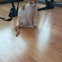 Tekir Kedi, Kedi  Tarçın fotoğrafı