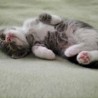 British Shorthair, Kedi  Aşk_1 numara _ fotoğrafı