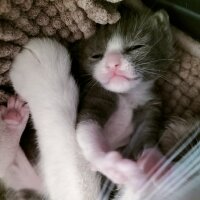 British Shorthair, Kedi  Aşk_1 numara _ fotoğrafı