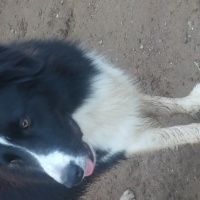 Border Collie, Köpek  Maça fotoğrafı