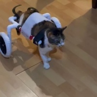 Tekir Kedi, Kedi  Badem fotoğrafı