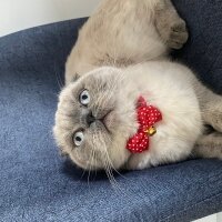 British Shorthair, Kedi  Arya fotoğrafı