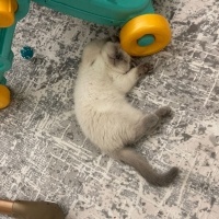 Scottish Fold, Kedi  Odin fotoğrafı