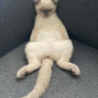 Scottish Fold, Kedi  Odin fotoğrafı