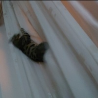 Bengal, Kedi  Kashmir fotoğrafı