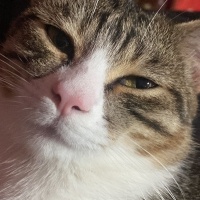 Tekir Kedi, Kedi  Uysal tuvalet eğitimi olan 1 yaşında tekir pofuduk fotoğrafı