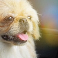 Pekingese, Köpek  Eddie fotoğrafı