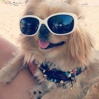 Pekingese, Köpek  Eddie fotoğrafı