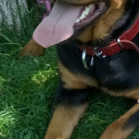Rottweiler, Köpek  Tatiana fotoğrafı