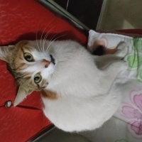 Tekir Kedi, Kedi  Limon fotoğrafı