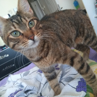 Tekir Kedi, Kedi  Pookie fotoğrafı