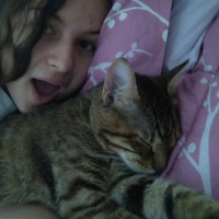 Tekir Kedi, Kedi  Pookie fotoğrafı