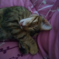 Tekir Kedi, Kedi  Pookie fotoğrafı
