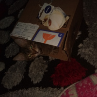 Tekir Kedi, Kedi  Pookie fotoğrafı
