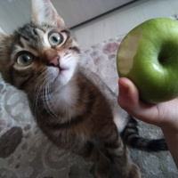 Tekir Kedi, Kedi  Pookie fotoğrafı