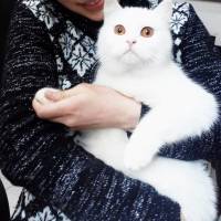 British Shorthair, Kedi  hürrem fotoğrafı