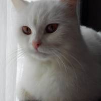 British Shorthair, Kedi  hürrem fotoğrafı