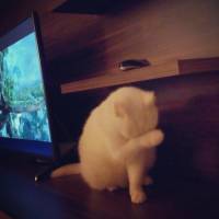 British Shorthair, Kedi  hürrem fotoğrafı