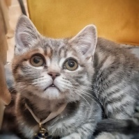 British Shorthair, Kedi  Duman fotoğrafı