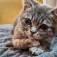 British Shorthair, Kedi  Duman fotoğrafı