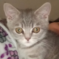 British Shorthair, Kedi  Duman fotoğrafı