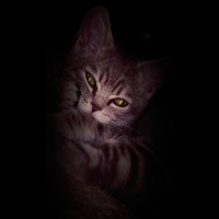 British Shorthair, Kedi  Duman fotoğrafı