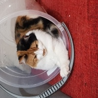 Sarman, Kedi  Esila fotoğrafı