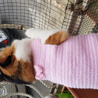 Sarman, Kedi  Esila fotoğrafı