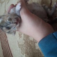Tekir Kedi, Kedi  Alex fotoğrafı