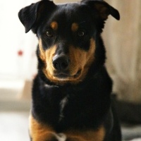 Rottweiler, Köpek  Mika fotoğrafı