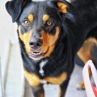 Rottweiler, Köpek  Mika fotoğrafı