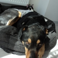 Rottweiler, Köpek  Mika fotoğrafı