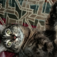 Norwegian Forest, Kedi  gölge fotoğrafı