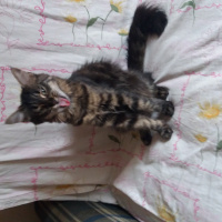 Norwegian Forest, Kedi  gölge fotoğrafı